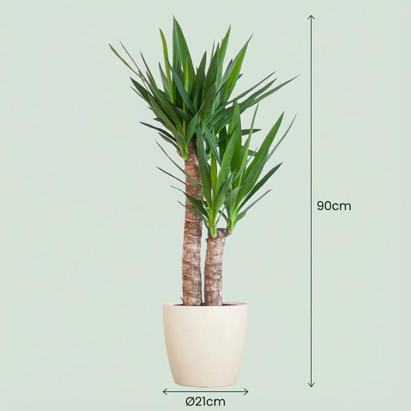 Palmlelie - Yucca elephantipes - incl. Pot - Wit - Ø21cm - ↕90cm