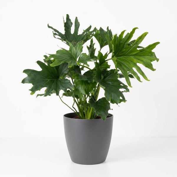 Philodendron Lickety split - Ø19cm - ↕70cm