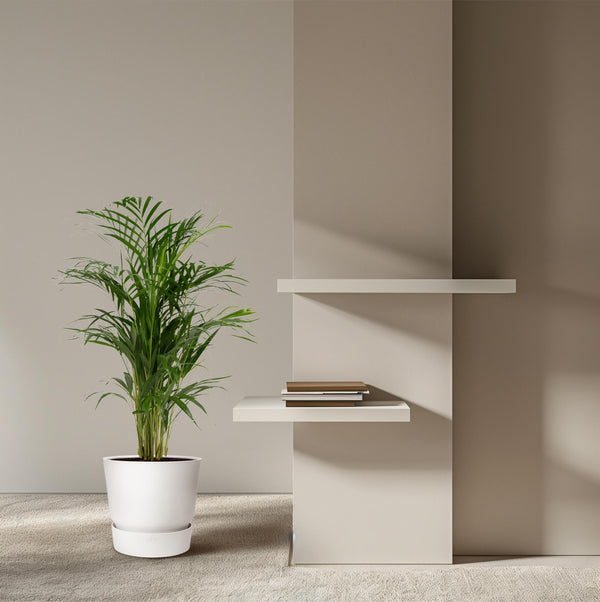 Arecapalm - Areca palm - Ø17cm - ↕70cm