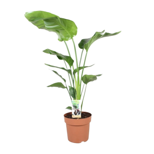 Witte paradijsvogelplant - Strelitzia nicolai - Ø21cm - ↕90cm
