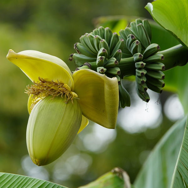 Bananenplant - Musa basjoo - Ø12cm - ↕30cm