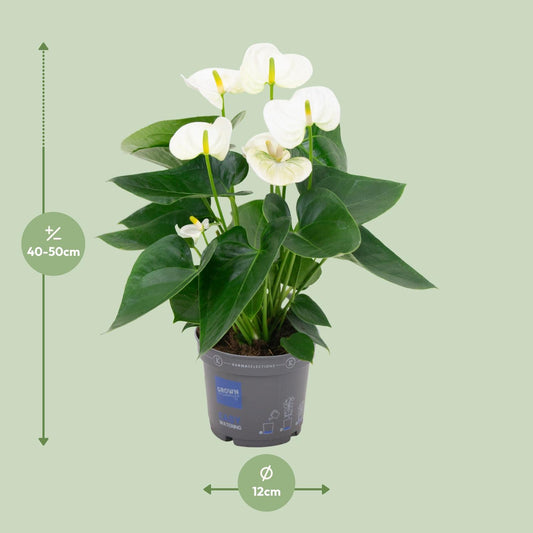 Flamingoplant - Anthurium White - Ø12cm - ↕43cm