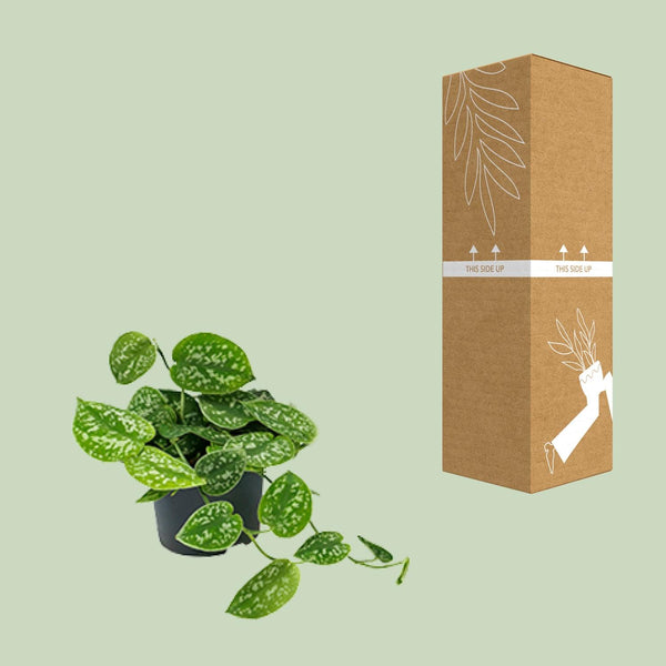 Satijnpothos - Scindapsus pictus 'Argyraeus' - Ø15cm - ↕25cm
