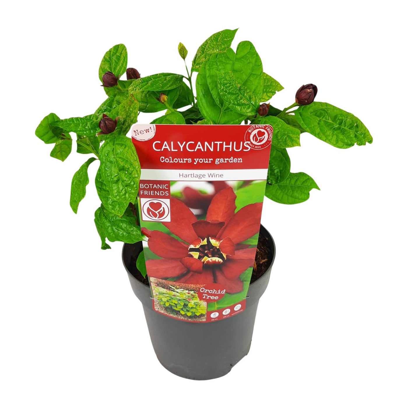 Specerijstruik - Calycanthus 'Hartlage Wine' - Ø19cm - ↕30cm