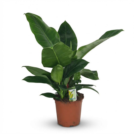 Philodendron Imperial Green - Ø19cm - ↕65cm