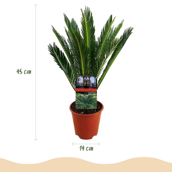 Cycas revoluta - Palmvaren - Ø15cm - ↕45-55cm