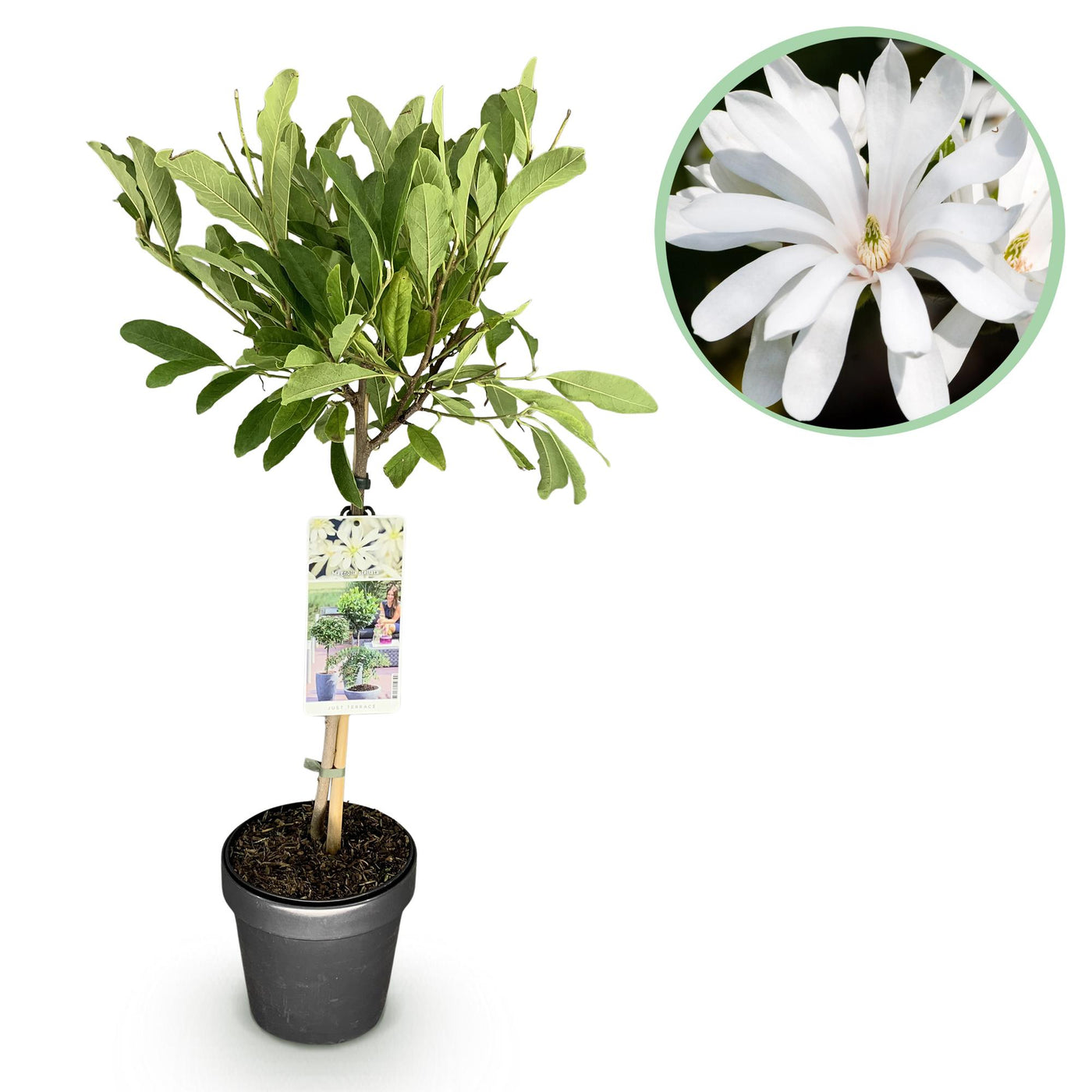 Magnolia op stam - Magnolia stellata - wit - Ø19cm - ↕90cm