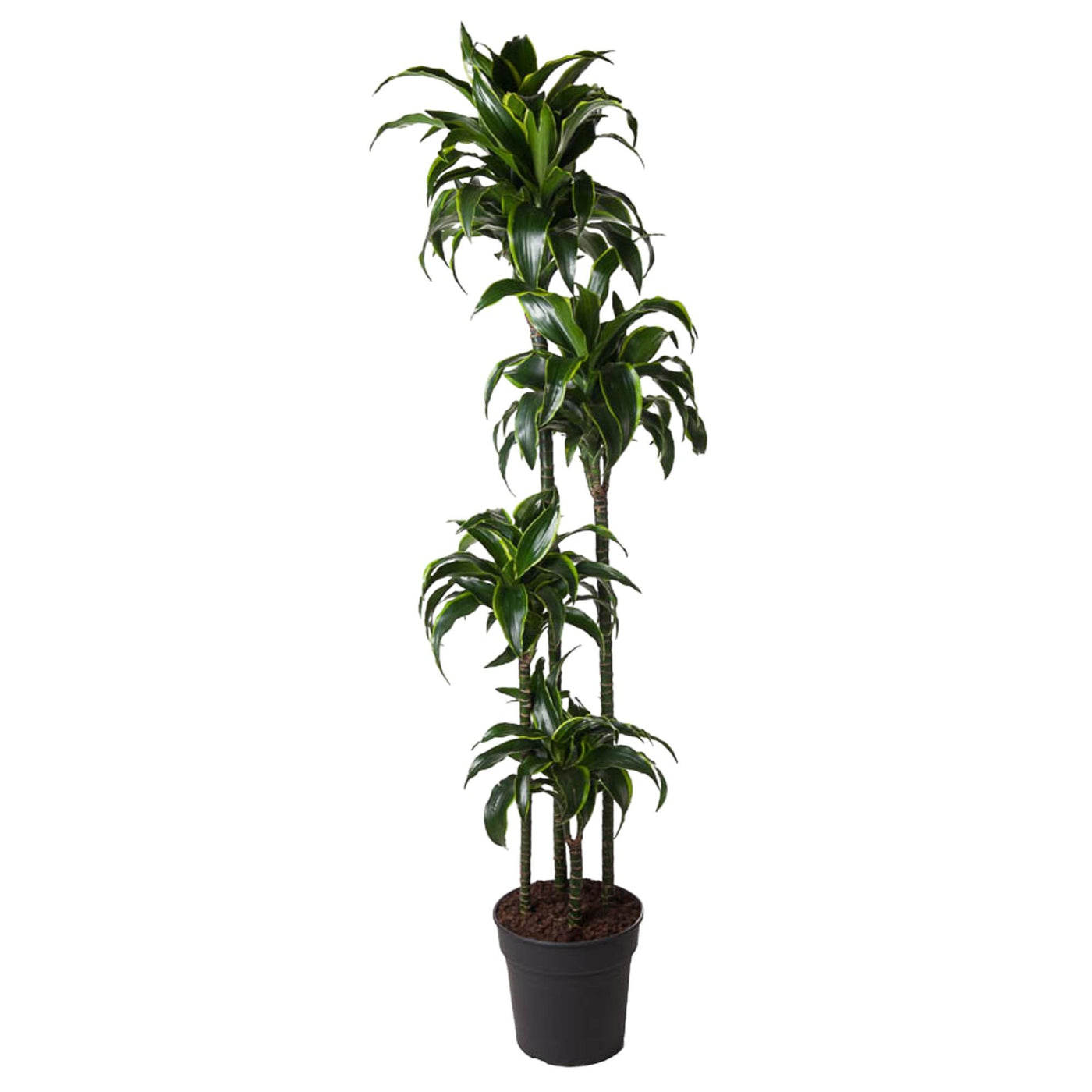 Drakenboom - Dracaena Dorado - Ø27cm - ↕170cm