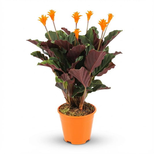 Calathea Crocata - Ø14cm - ↕40-45cm