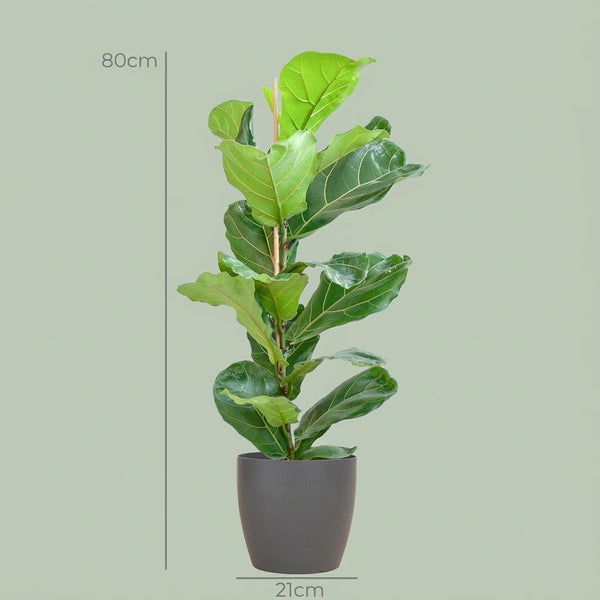 Vioolbladplant - Ficus lyrata - incl. Pot - Grijs - Ø21cm - ↕80cm