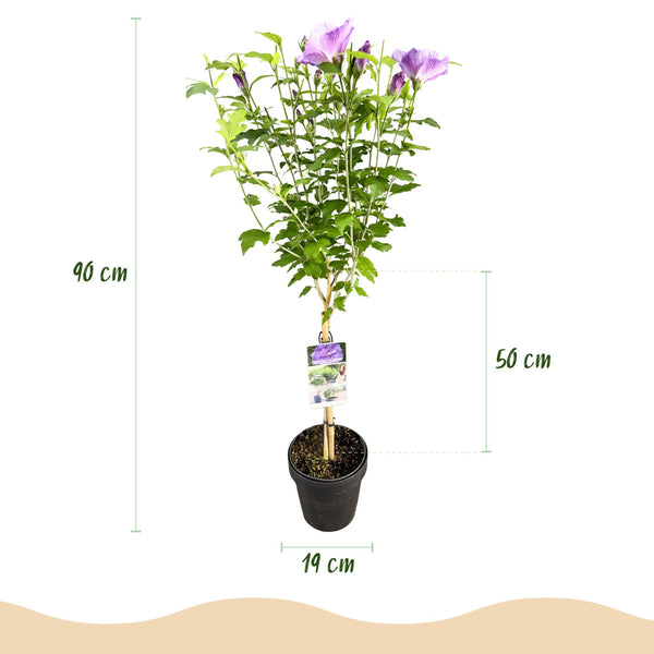 Hibiscus op stam - Hibiscus syriacus 'Lavender Chiffon' - lavendel - Ø19cm - ↕90cm