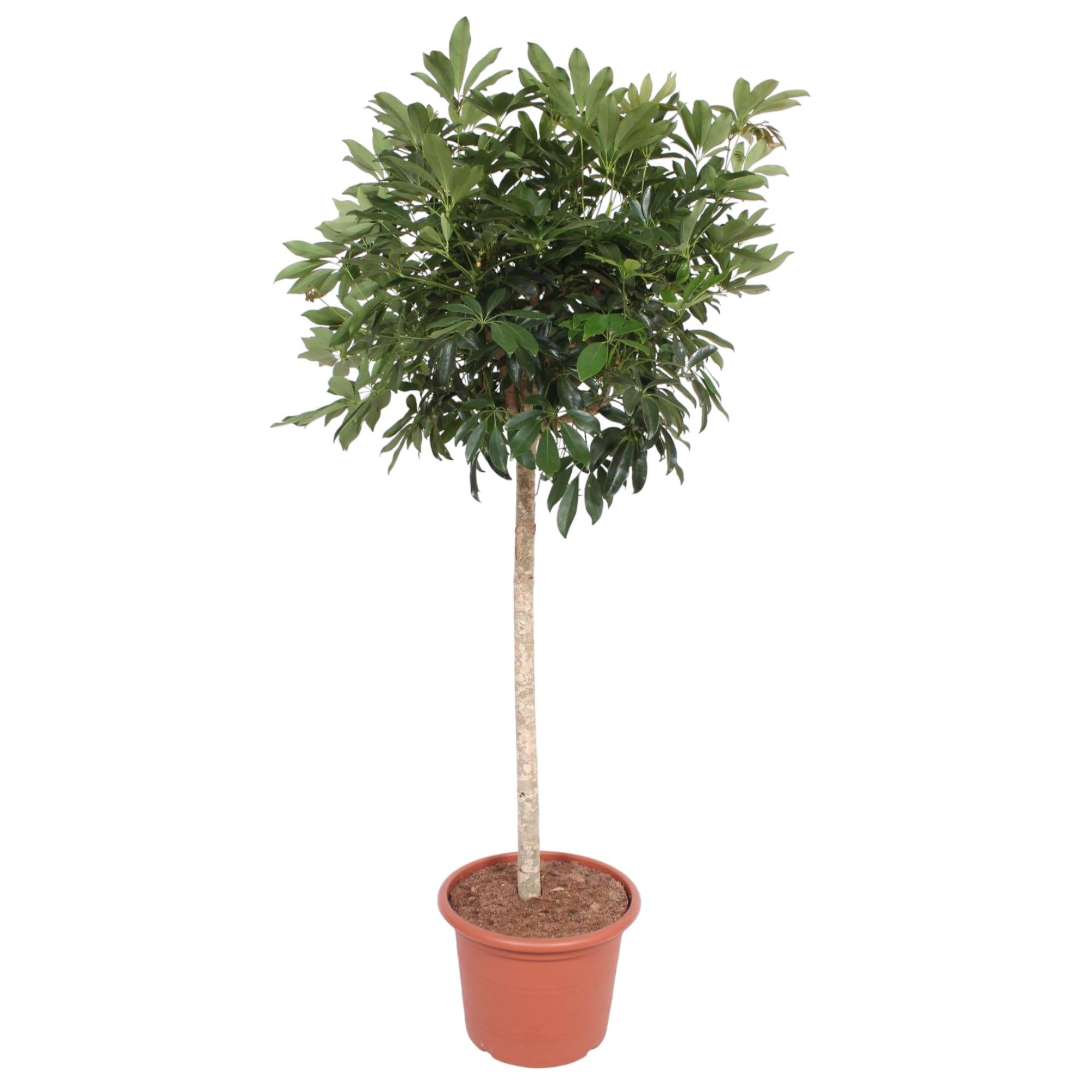 Vingerboom - Schefflera Arboricola Compacta - Ø45cm - ↕190cm