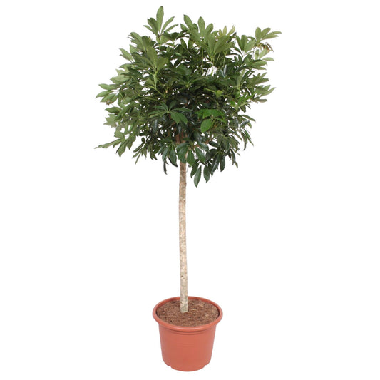 Vingerboom - Schefflera Arboricola Compacta - Ø45cm - ↕190cm