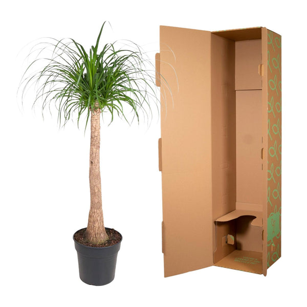 Beaucarnea stam - Ø32cm - ↕120cm