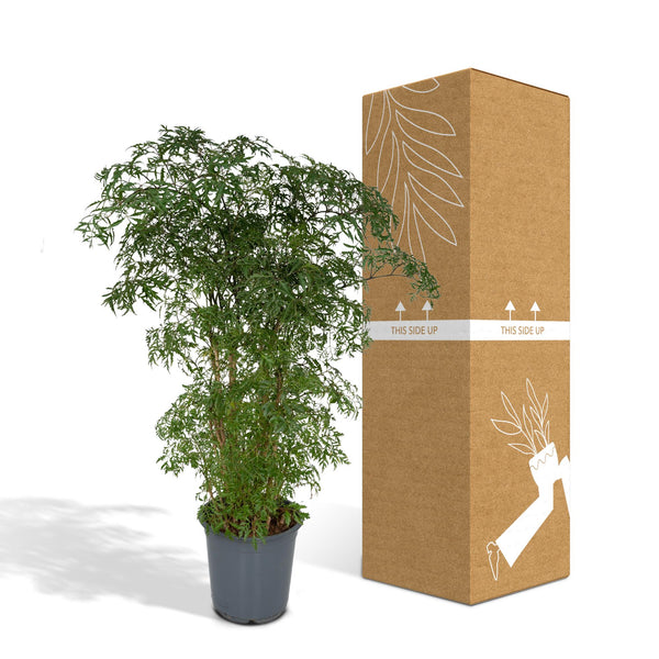 Polyscias Fruticosa - Ø21cm - ↕75cm