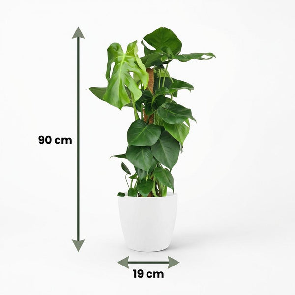 Gatenplant - Monstera deliciosa mosstok - Ø19cm - ↕90cm