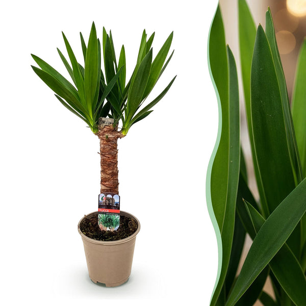 Palmlelie - Yucca elephantipes - Ø14cm - ↕55cm