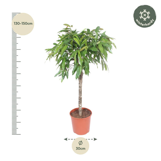 Vijgenboom - Ficus Amstel King - Ø30cm - ↕130cm