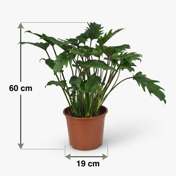 Philodendron Xanadu - Ø19cm - ↕60cm