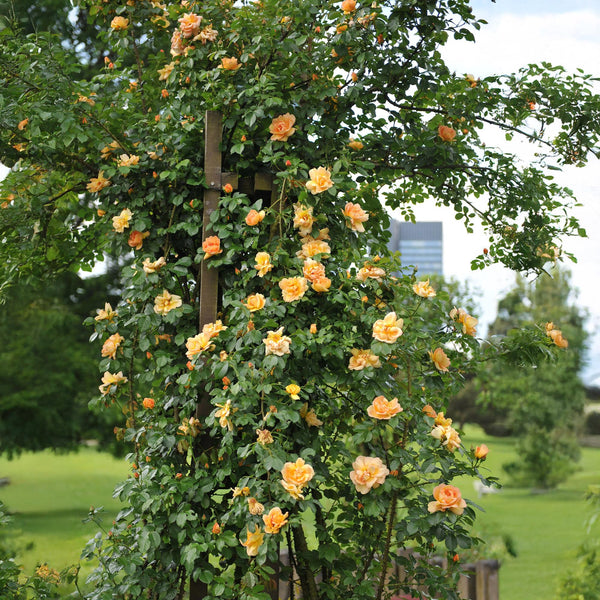 Klimroos - Rosa Orange Climber - Ø11cm - ↕40cm