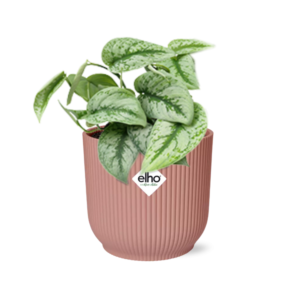 Satijnpothos - Scindapsus pictus 'Trebie' - incl. Elho Vibes Fold Roze - ↕14cm