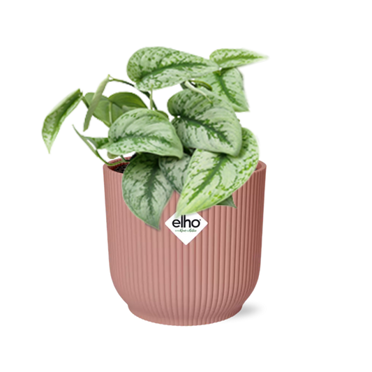 Satijnpothos - Scindapsus pictus 'Trebie' - incl. Elho Vibes Fold Roze - ↕14cm