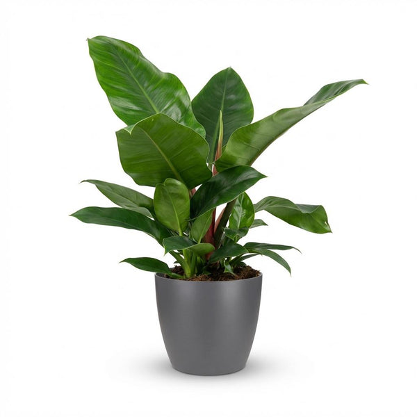 Philodendron Imperial Green - Ø19cm - ↕65cm
