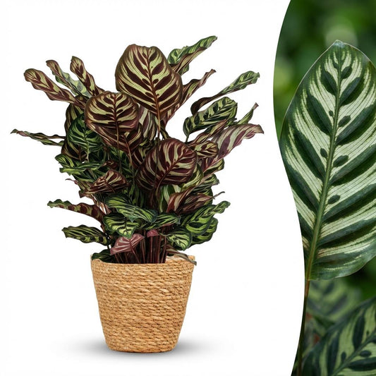 Pauwenplant - Calathea Makoyana - Ø19cm - ↕70cm