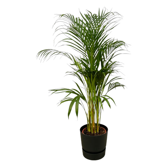 Arecapalm - Areca palm - incl. Elho Greenville Round zwart - Ø21cm - ↕110cm