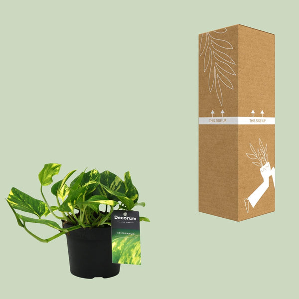 Pothos - Epipremnum aureum 'N'Joy' - Ø12cm - ↕25cm
