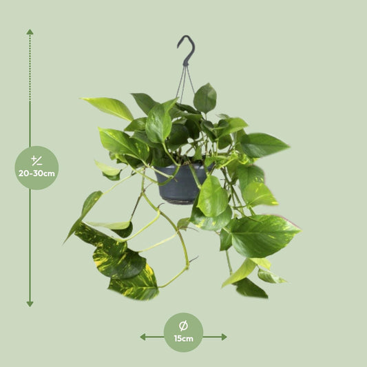 Pothos - Epipremnum aureum - Ø15cm - ↕25cm