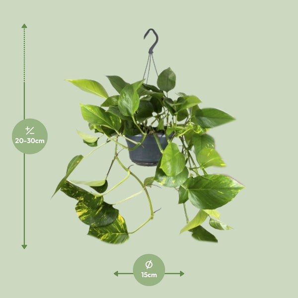 Pothos - Epipremnum aureum - Ø15cm - ↕25cm