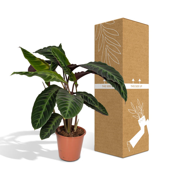 Pauwenplant - Calathea Warscewiczii - Ø19cm - ↕70cm