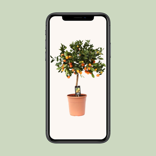 Calamondinplant - Citrus Calamondin - Ø22cm - ↕80cm