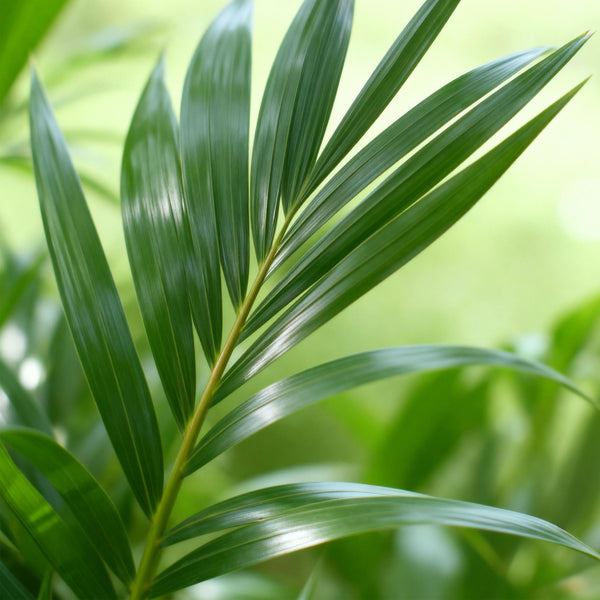 Kentiapalm - Howea forsteriana - Ø21cm - ↕120-130cm