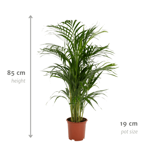 Arecapalm - Areca palm - Ø17cm - ↕70cm