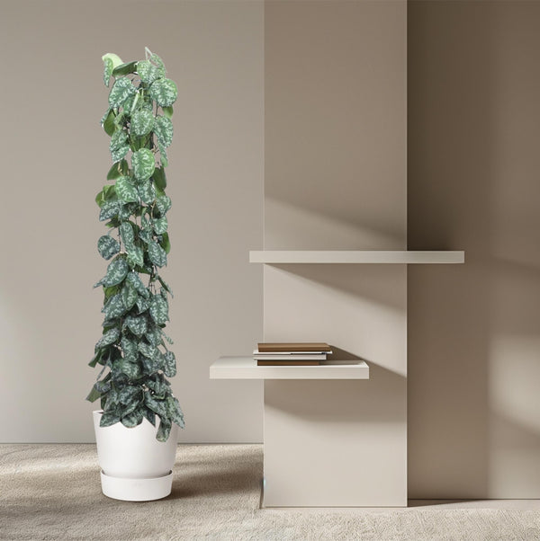 Satijnpothos - Scindapsus pictus 'Trebie' gaasrek - Ø27cm - ↕160cm