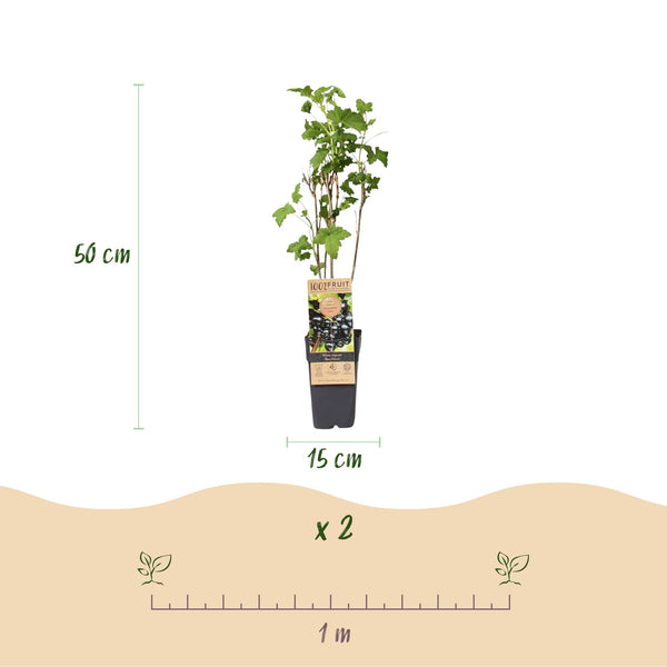 Bessenplant - Ribes nigrum Ben Nevis - Ø15cm - ↕50cm