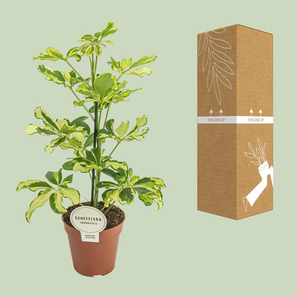 Vingerboom - Schefflera Charlotte - Ø13cm - ↕45cm