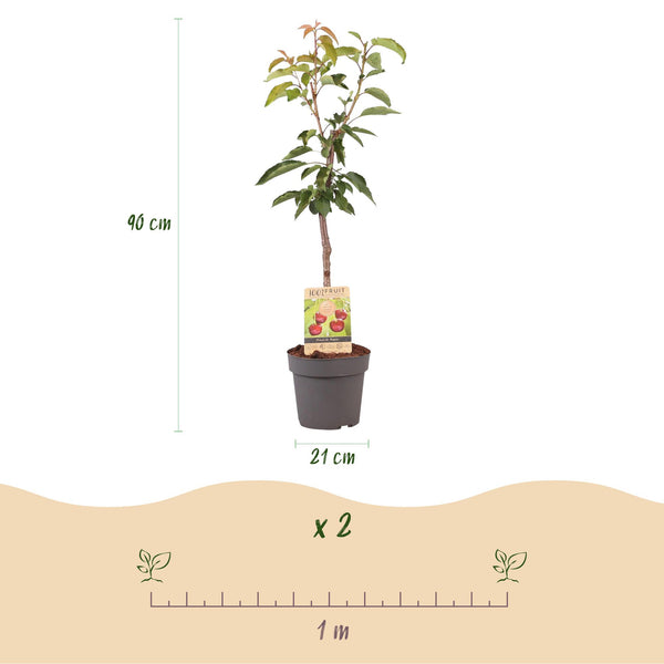 Kersenboom - Prunus avium 'Regina' - Ø21cm - ↕90cm