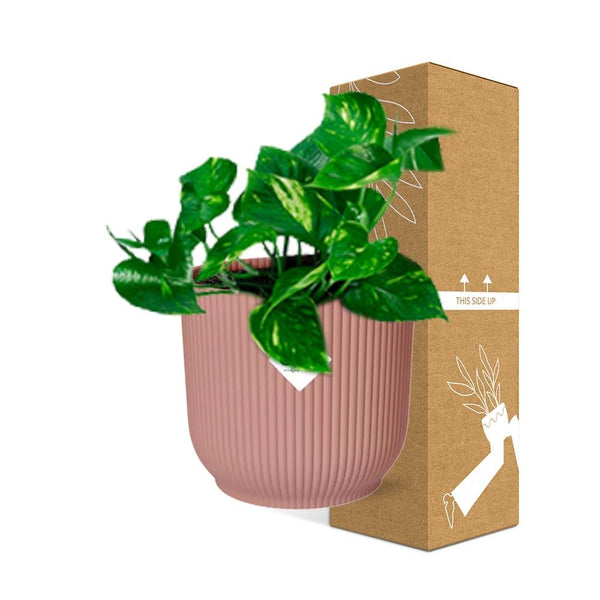 Pothos - Epipremnum pinnatum - incl. Elho Vibes Fold Roze - ↕14cm