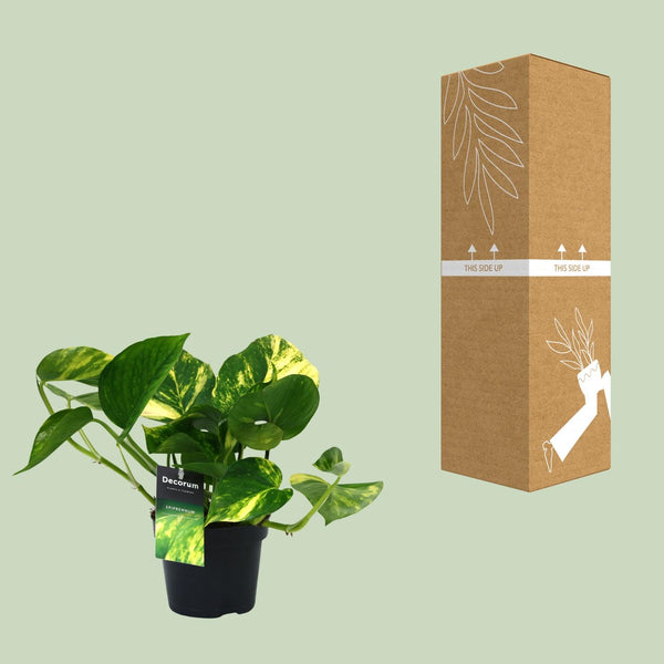 Pothos - Epipremnum aureum - Ø12cm - ↕25cm