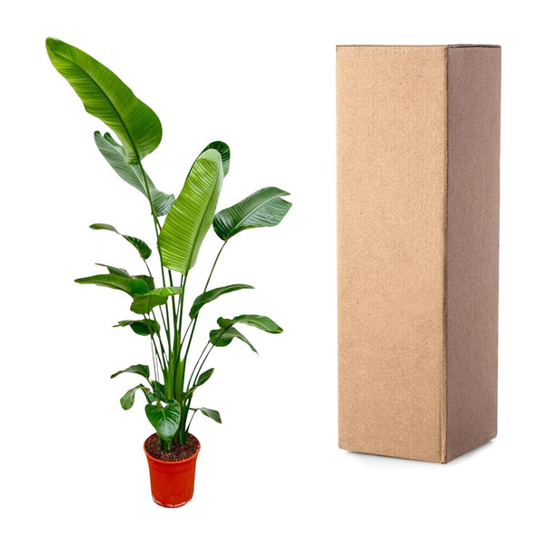 Witte paradijsvogelplant - Strelitzia nicolai - Ø25cm - ↕180-200cm