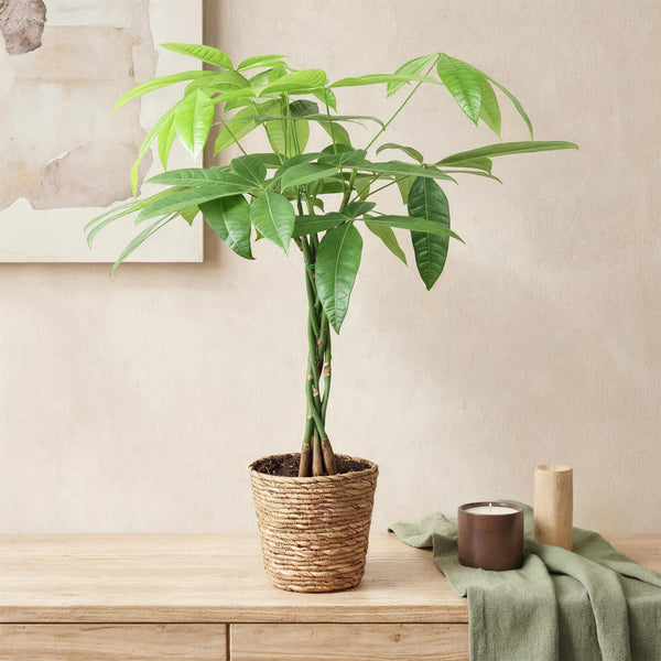 Geldboom - Pachira aquatica gevlochten stam - Ø17cm - ↕60-70cm