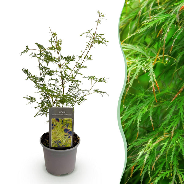 Japanse Esdoorn - Acer palmatum Emerald Lace - Ø12cm - ↕35cm