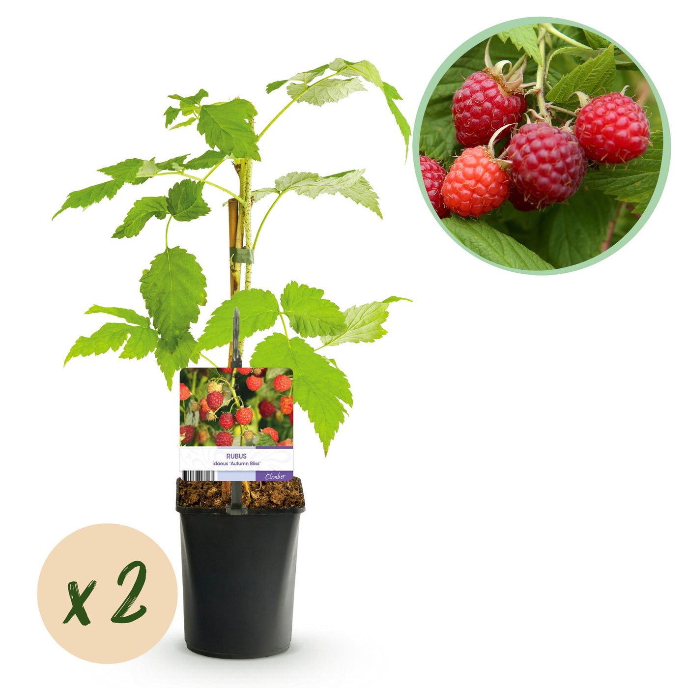 2x Framboos - Rubus idaeus Autumn Bliss - Ø11cm - ↕40cm