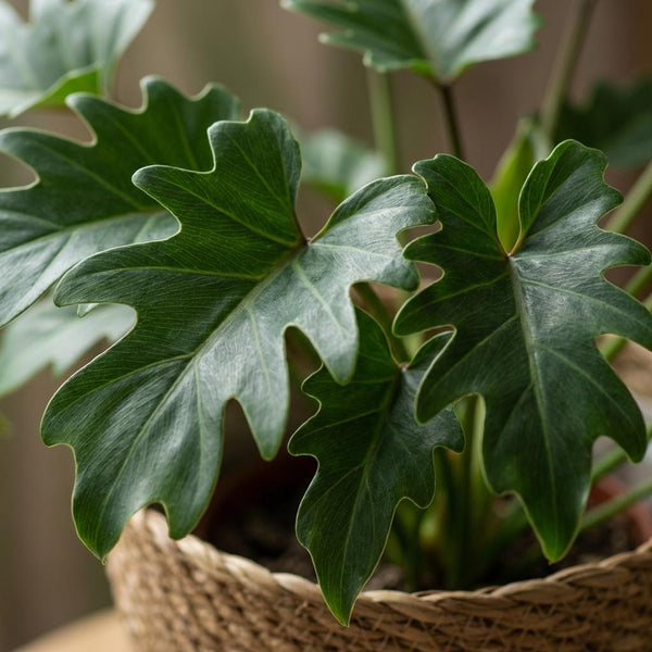 Philodendron Xanadu - Ø19cm - ↕60cm