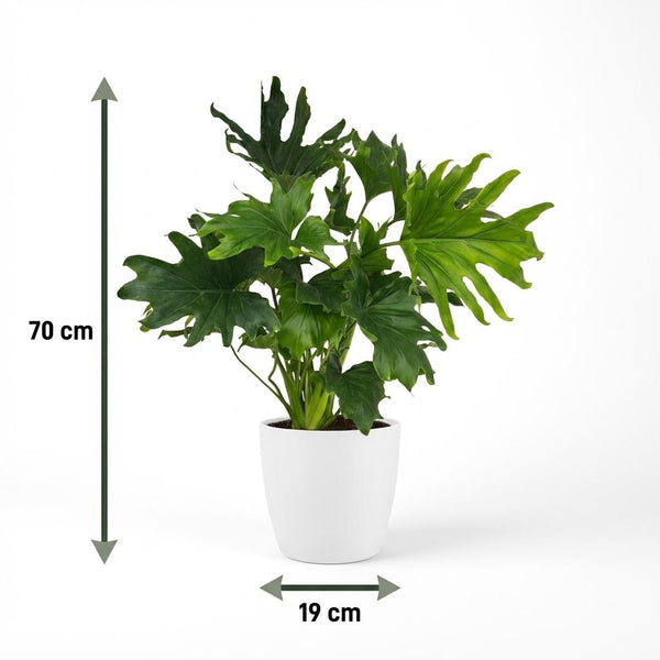 Philodendron Lickety split - Ø19cm - ↕70cm