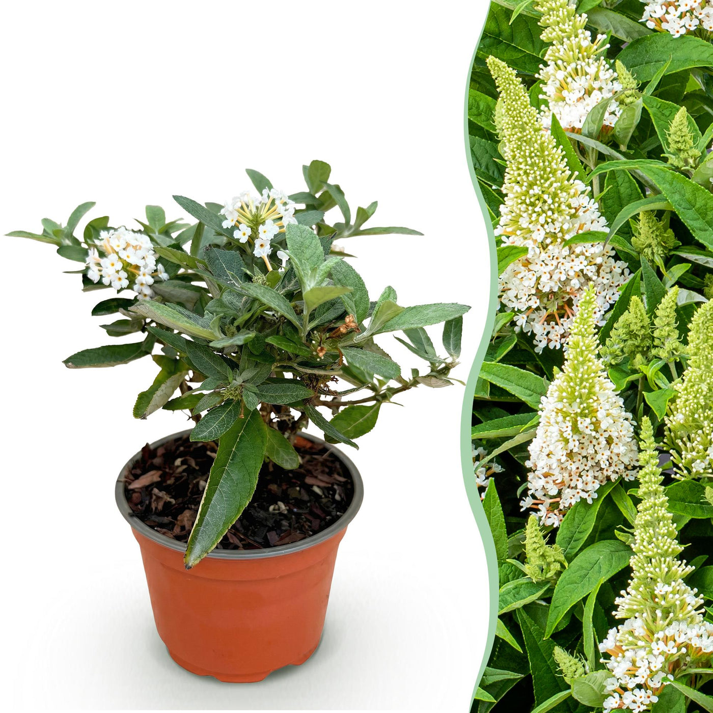 Vlinderstruik Buddleja davidii 'Butterfly Candy Little White' met witte bloempluimen