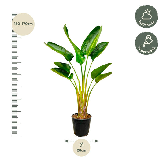Witte paradijsvogelplant - Strelitzia augusta - Ø21cm - ↕160cm